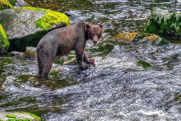 Grizzly Bear-salmon run-Anan Creek-Wrangell-Alaska-USA